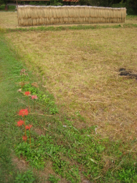 a0193698_65088.jpg