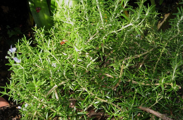 f0042737_14481188.jpg