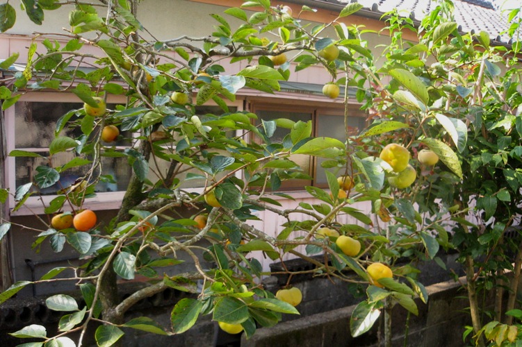 f0042737_1510054.jpg