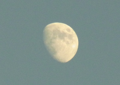 夕方の月