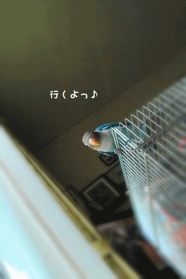 c0145250_20361684.gif