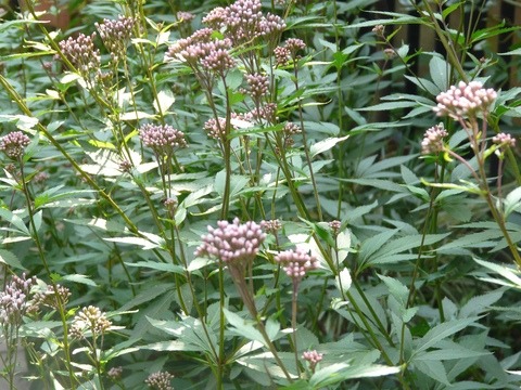 f0195963_13143661.jpg