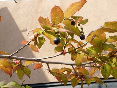 f0195963_13162424.jpg