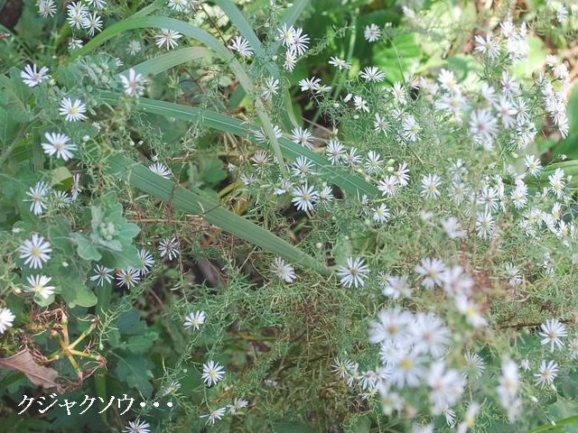 e0025300_1514171.jpg