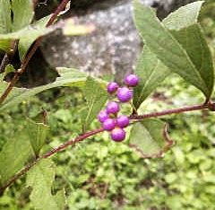 e0098908_21551727.jpg