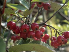 c0190010_20503389.jpg