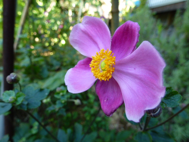 c0042418_853676.jpg