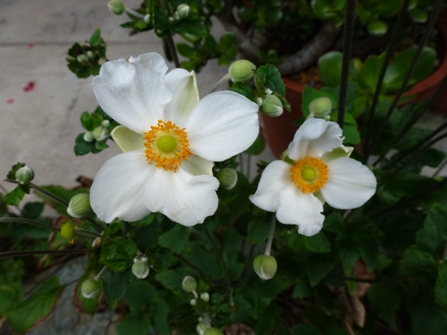 c0042418_854675.jpg