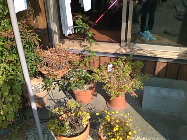 a0150850_914399.jpg