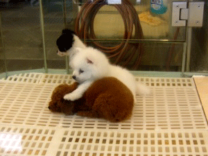 f0190653_22423381.gif