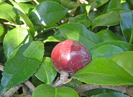 a0001354_22112626.gif