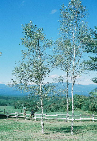 a0127070_1944871.jpg