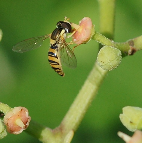 b0070071_922635.jpg