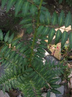f0056476_1551219.jpg
