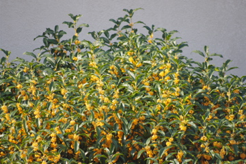 f0054677_7322445.jpg