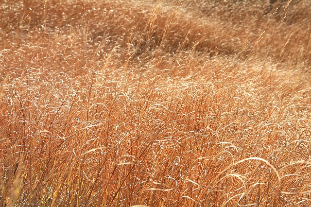 e0137200_20103.jpg