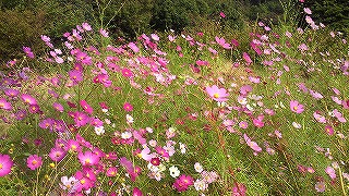 c0141011_10504911.jpg