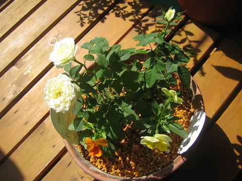 c0054118_1029358.jpg
