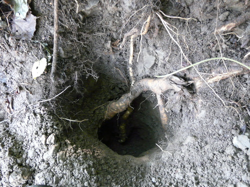 e0147226_2345878.jpg
