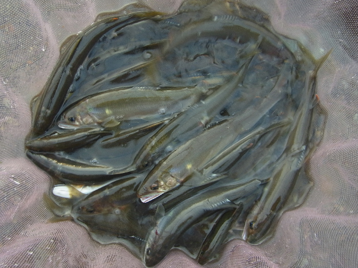 f0103126_2010179.jpg