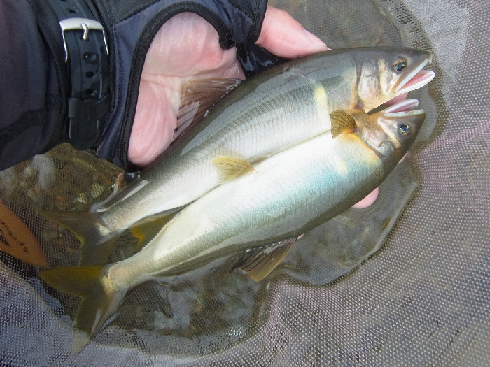 f0103126_2010778.jpg