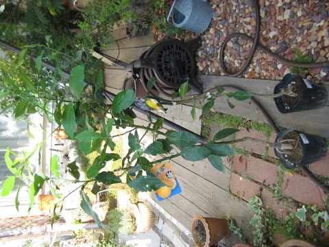 f0061334_2281569.jpg