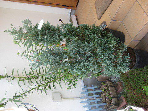 f0061334_228419.jpg