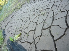 d0090842_21184356.jpg