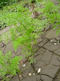 d0090842_21203721.jpg