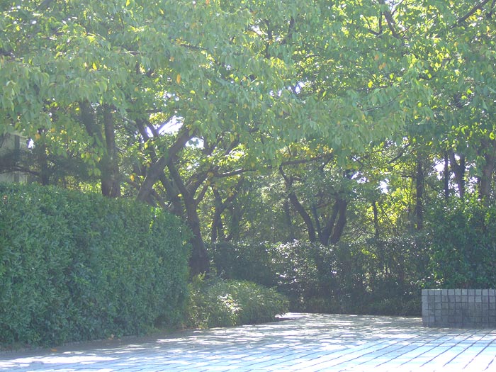 e0006242_17507.jpg