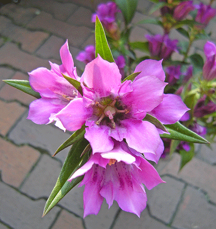 a0001354_22133272.gif