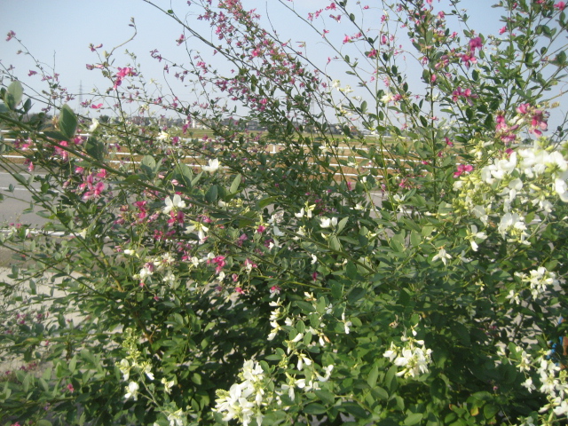 d0197976_97572.jpg