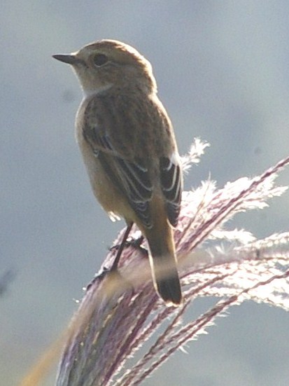 e0197884_17235752.jpg