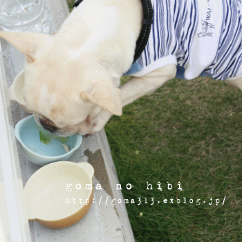 b0180085_21235389.gif