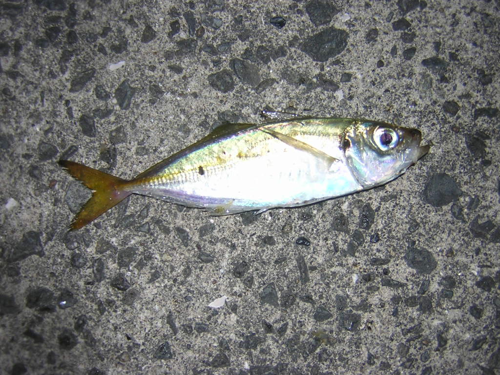 f0181793_2015337.jpg