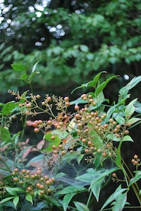 c0189894_9234771.jpg