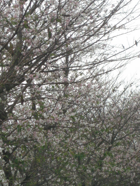 a0193698_2125364.jpg