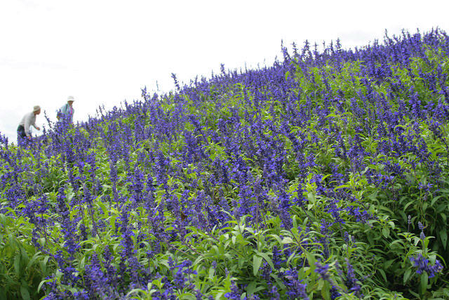 f0083400_21515718.jpg