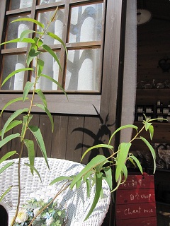 c0152002_183314.jpg