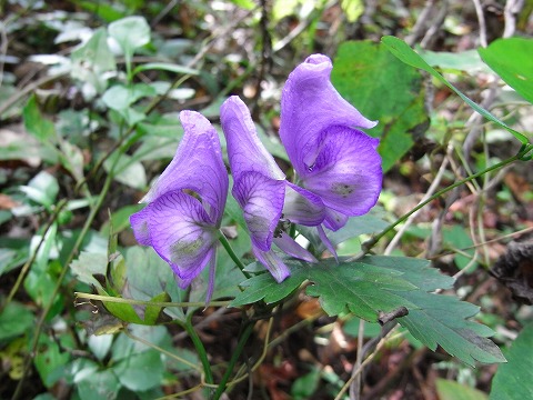 f0187402_2229358.jpg