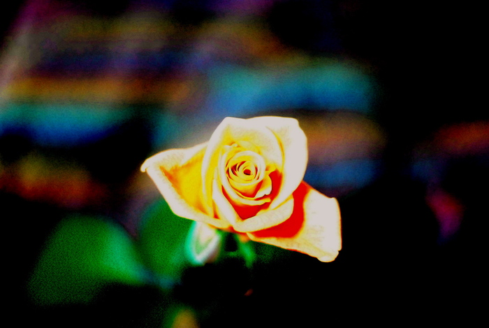 a0157704_312085.jpg