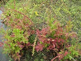 f0139520_15435570.jpg