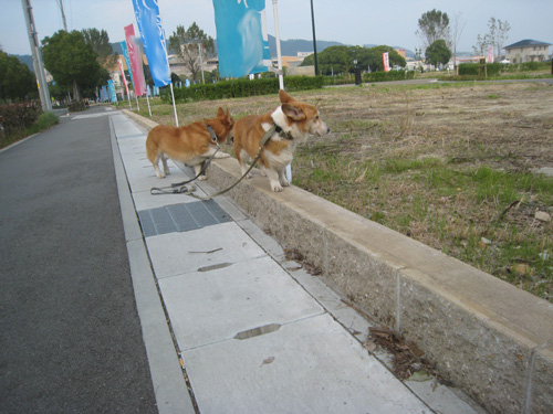 e0077528_20104139.jpg