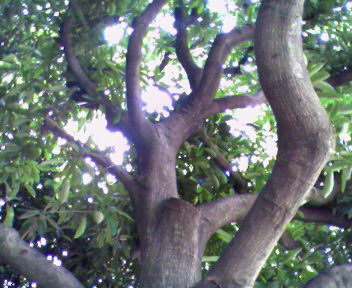 b0105259_2342054.jpg