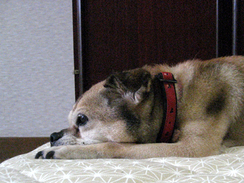 d0109071_15501816.jpg