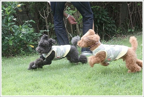 b0111376_22102124.gif