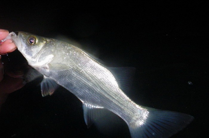 c0197578_932406.jpg