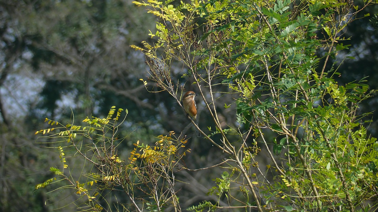 a0185081_11525651.jpg
