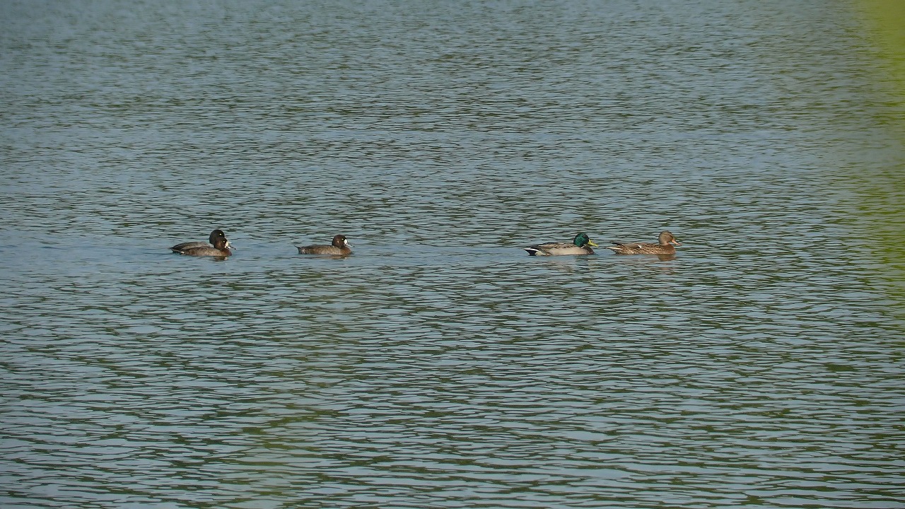 a0185081_11535014.jpg
