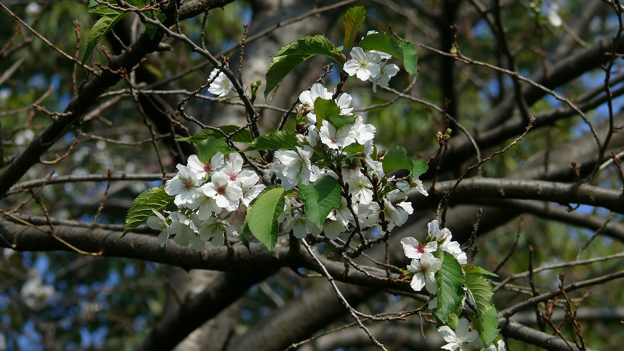 a0185081_11553778.jpg